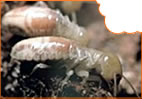 Termites