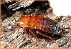 Cockroaches